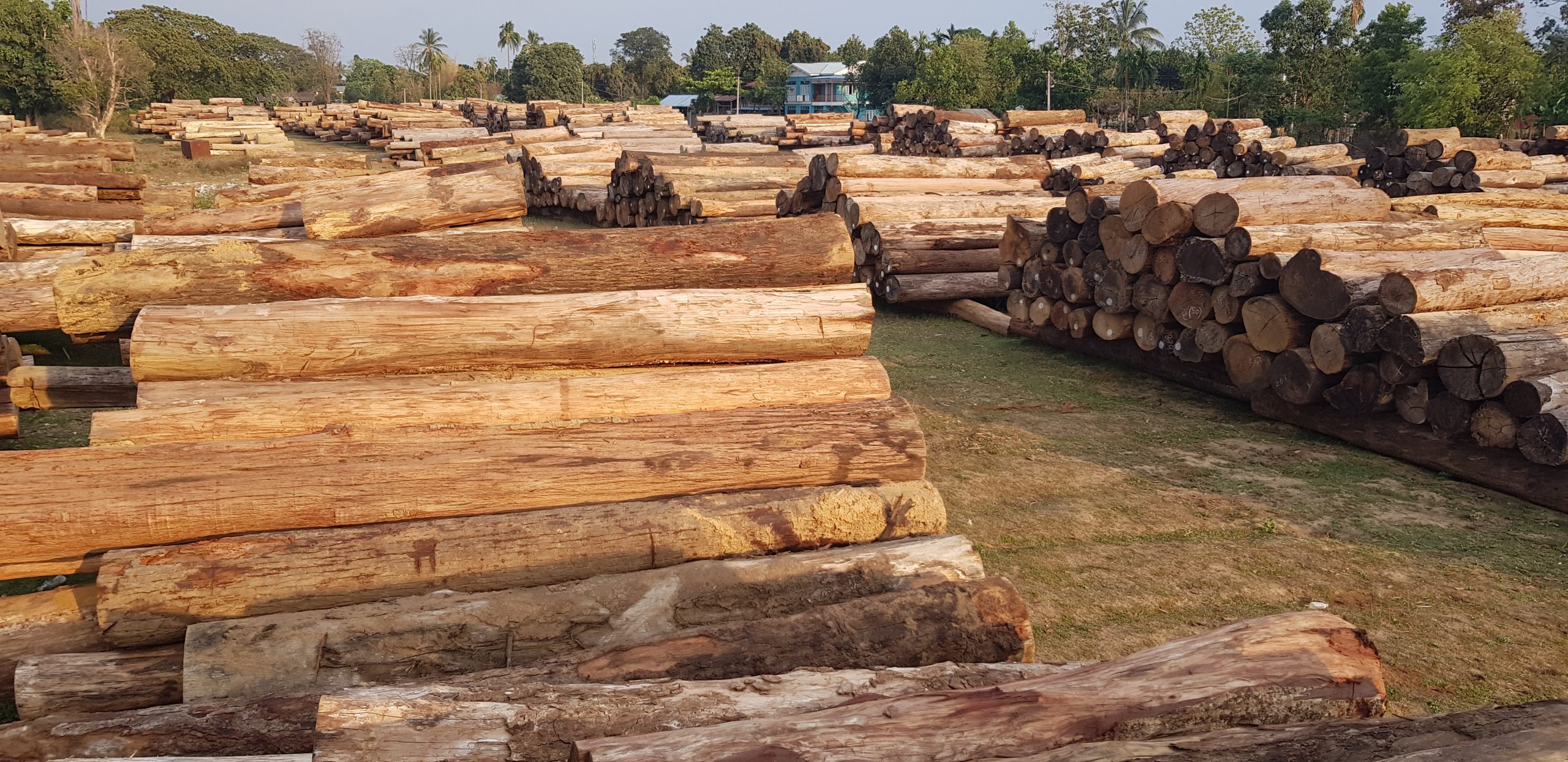 Illegal eingeschlagenes Teakholz in Myanmar © EIA Illegal eingeschlagenes Teakholz in Myanmar