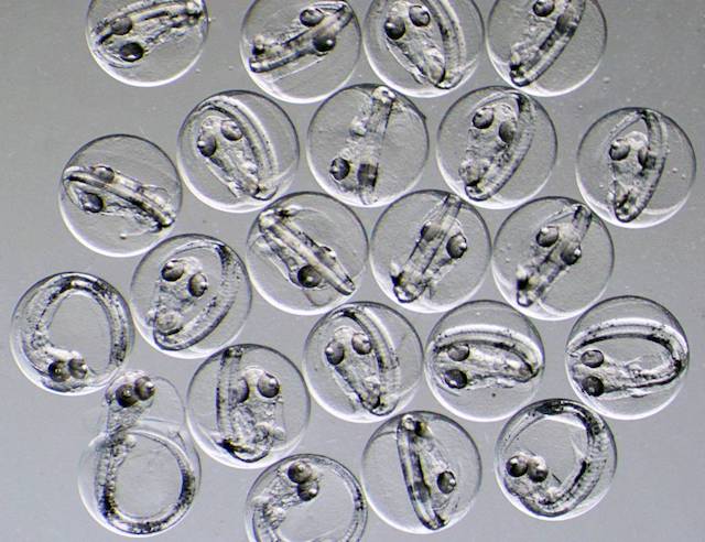 Kabeljau Embryos im Ei. Foto: Flemming Dahlke