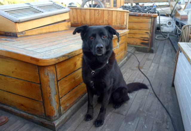 Bordhund Johnny ist bereits ein erfahrener „Salzbuckel“. Bild: Christian Schneider
