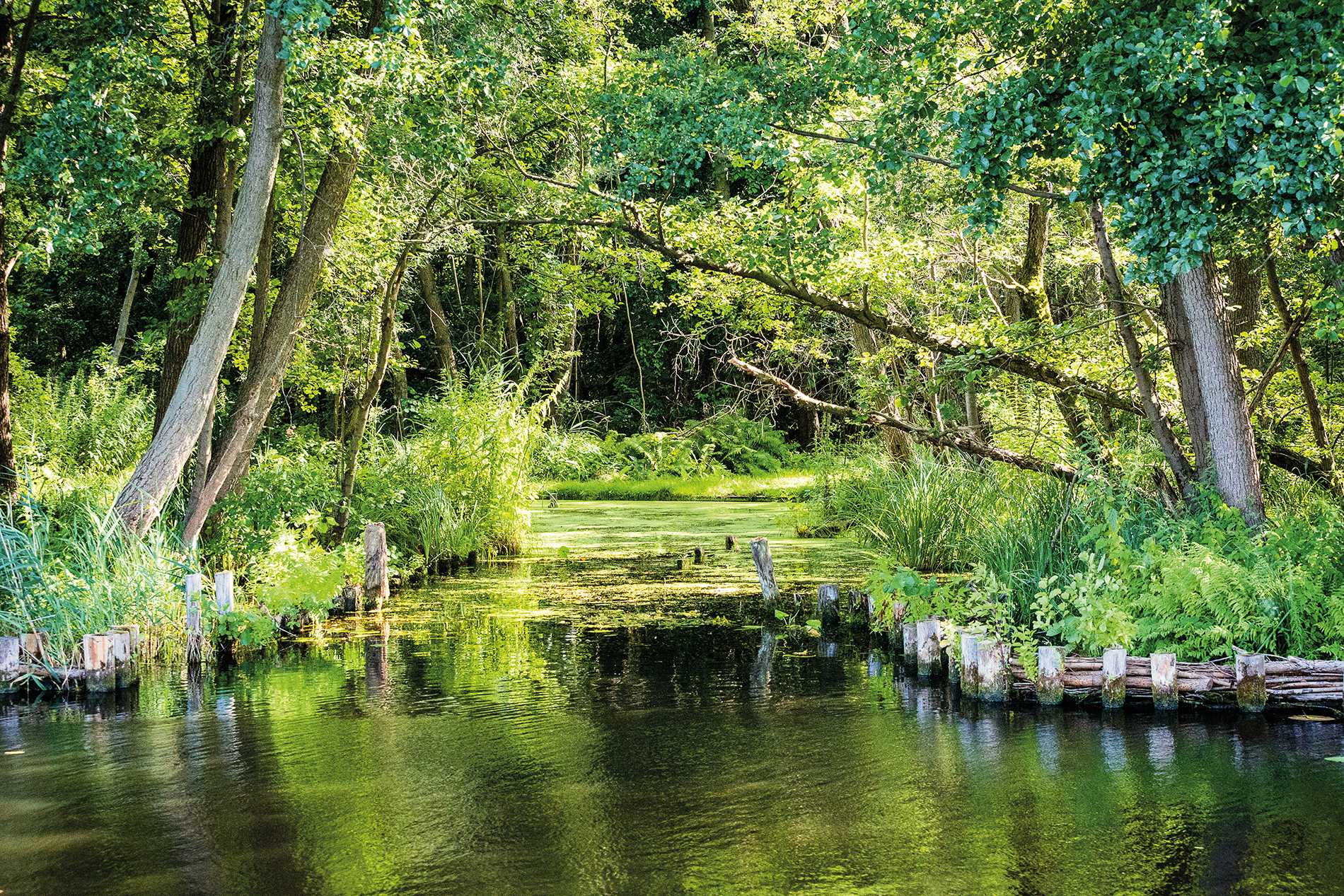 An den Ufern im Naturpark Dahme-Heideseen hat sich der Auwaldcharakter gehalten © Jan Maas