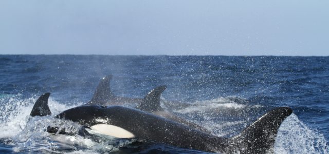 Neue Vorfälle: Was hilft gegen Orcas? Rückwärtsfahren oder beten?