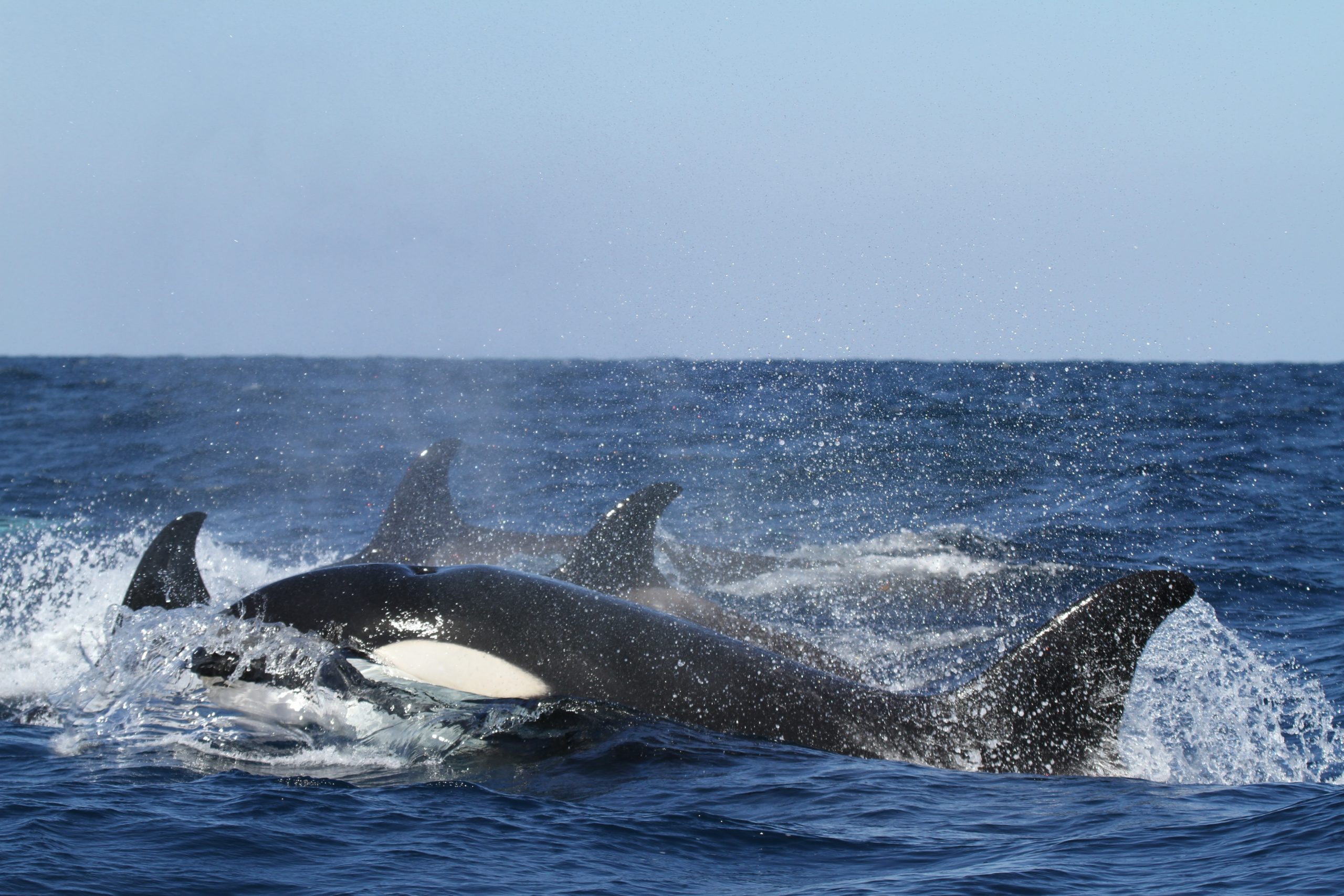 Orcas sind gesellige Tiere und bekannt dafür, neben Booten mitzuschwimmen. Die Vorfälle an der spanischen Küste geben Forschern aber Rätsel auf © NOAA, Unsplash