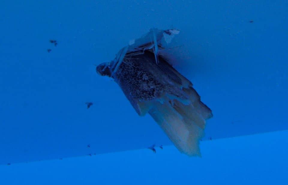 Der abgebrochene Marlin-Spike aus der Unterwasser-Ansicht. © Atlantic Campaigns