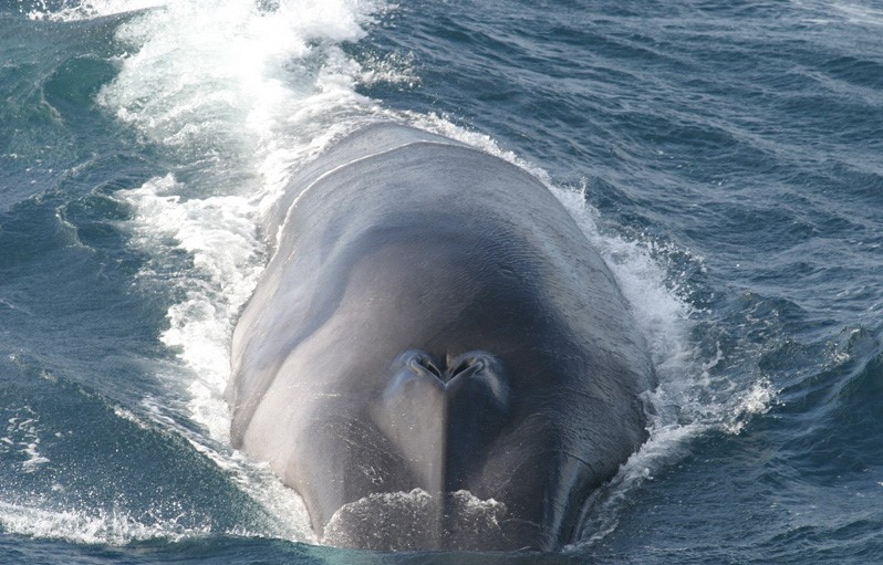 Finnwal in amerikanischen Gewässern. Ein Foto des in der Ostsee gesichteten Tieres gibt es noch nicht © wikimedia commons, Protected Resouces Division, Southwest Fisheries Science Center, La Jolla, California. swfsc.nmfs.noaa.gov/PRD/