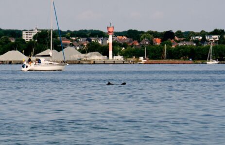 Schweinswale in der Kieler Innenförde