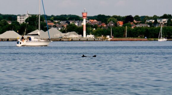 Schweinswale in der Kieler Innenförde