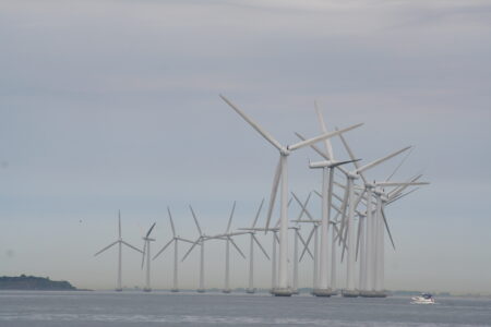 Schweinswale in der Nordsee: Windparks als neue Rückzugsorte?
