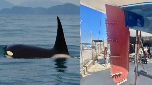 Orca-Vorfälle gehen spürbar zurück: Problematische Wal-Gruppe hat sich geteilt