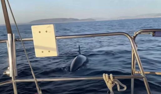 Orca Vorfall: Selbst schuld? Ahnungslos? Spanischer Skipper beschuldigt Crew eines Havaristen.