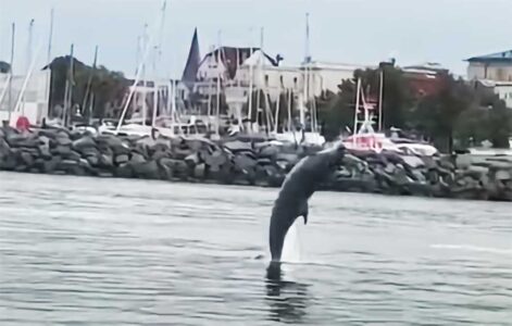 Delfin in Warnemünde. Spektakuläre Sprünge aus dem Wasser im Video.
