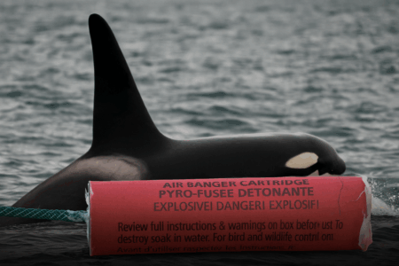 „Seal Bombs“ zur Orca Abwehr: Ist der Einsatz legal?