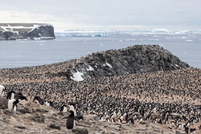 Adelie-Pinguine Danger Islands