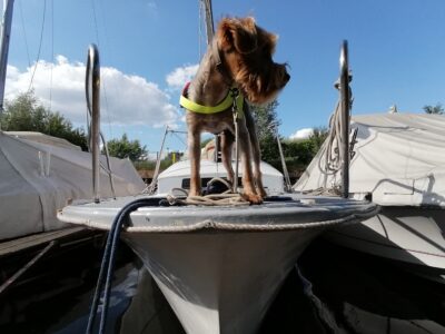 Stephan Bodens Kolumne: Fünf Gründe für einen Bordhund