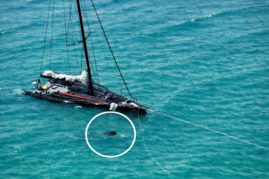 Scarlet Runner Carkeek 43