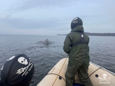 Ostsee: Odyssee des Finnwals bei Wismar geht weiter. Sichtungen sollen gemeldet werden.