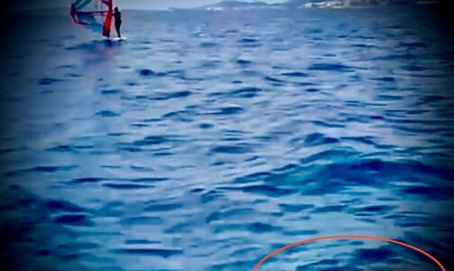 Mallorca: Hai mischt sich unter die Surfer – Warum das eine gut Nachricht sein kann