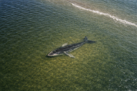 Stephan Bodens Kolumne: Der Wal in der Ostsee und warum es eigentlich niemanden wirklich kümmert