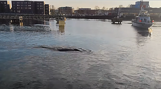 Wismar: Finnwal verfängt sich in Stellnetz und taucht mitten im Hafen auf.