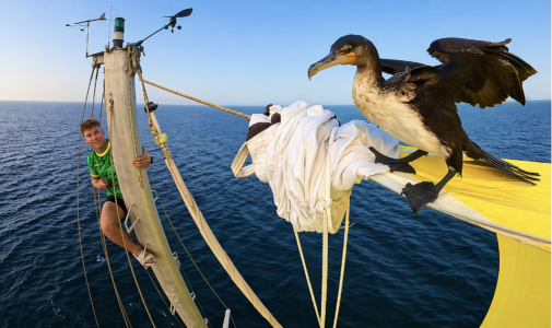 Vogel-Stunt auf „Blue Horizon“: Nach dem Abenteuer Afrika jetzt zurück über den Atlantik