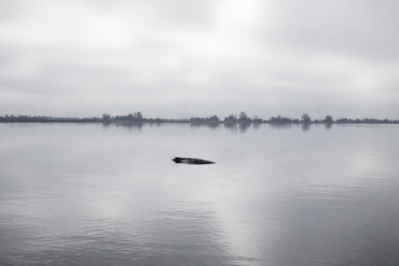 Stephan Bodens Kolumne: Über Wal, Wut und Wirklichkeit.
