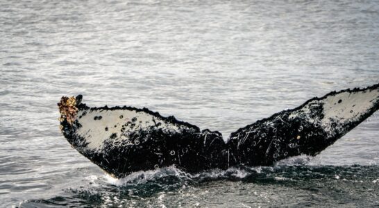Stellungnahme: Warum britische Wal-Retter raten, „Timmy“ sterben zu lassen