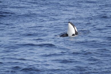 Orca Nordsee