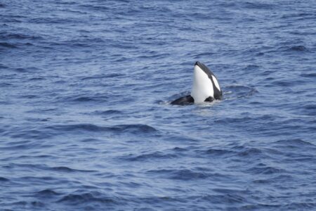 Orcas bei der Nordsee-Doggerbank: Müssen Segler aufpassen?