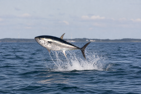 Thunfisch in der Ostsee: Segler können Naturschauspiel beobachten