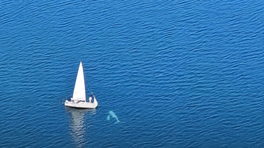 Wal in der Ostsee: Hartwin zurück in Dänemark. Was Segler tun können.