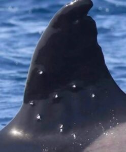 Schüsse auf Orca? Bild deutet auf Verletzungen – Augenzeugen sollen Vorfall beobachtet haben