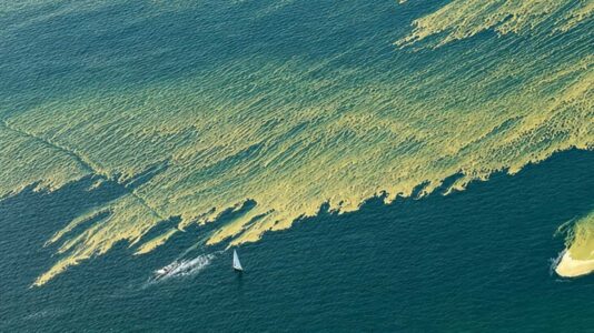 Blaualgenteppich dehnt sich auf der Ostsee aus: Was hinter der massiven Blüte steckt