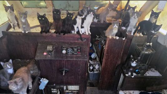 60 Katzen an Bord: Das unglaubliche Ende eines Segelbootes