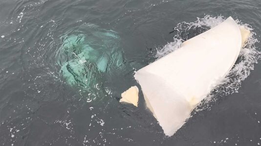 Orcas: Regattateilnehmer verliert Ruderblatt, Orca-Forscher bei Vorfall vor Ort